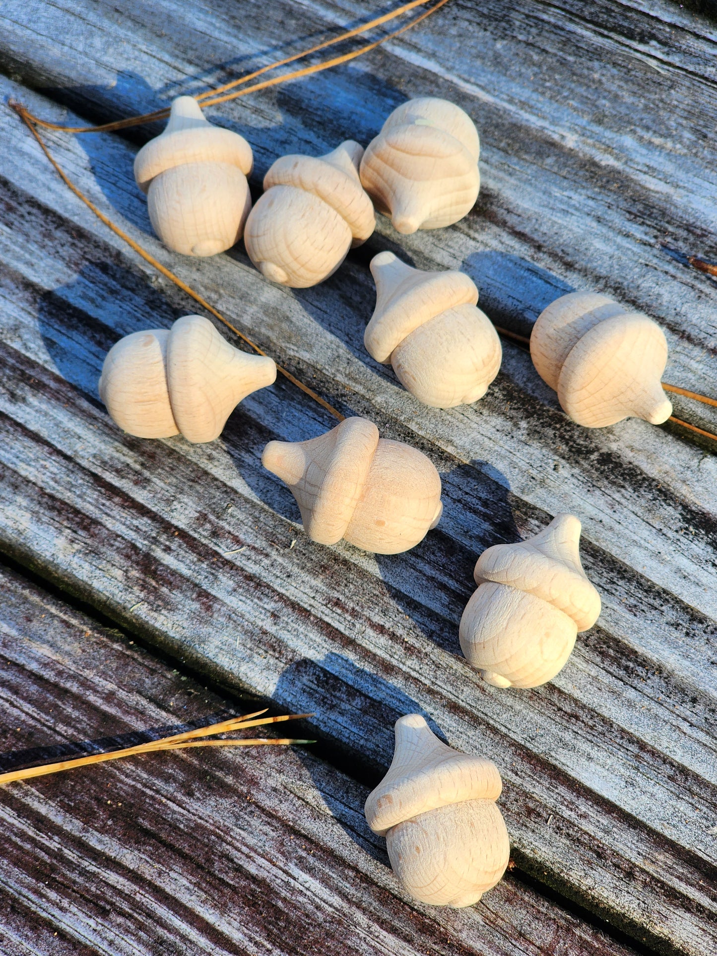 Acorn