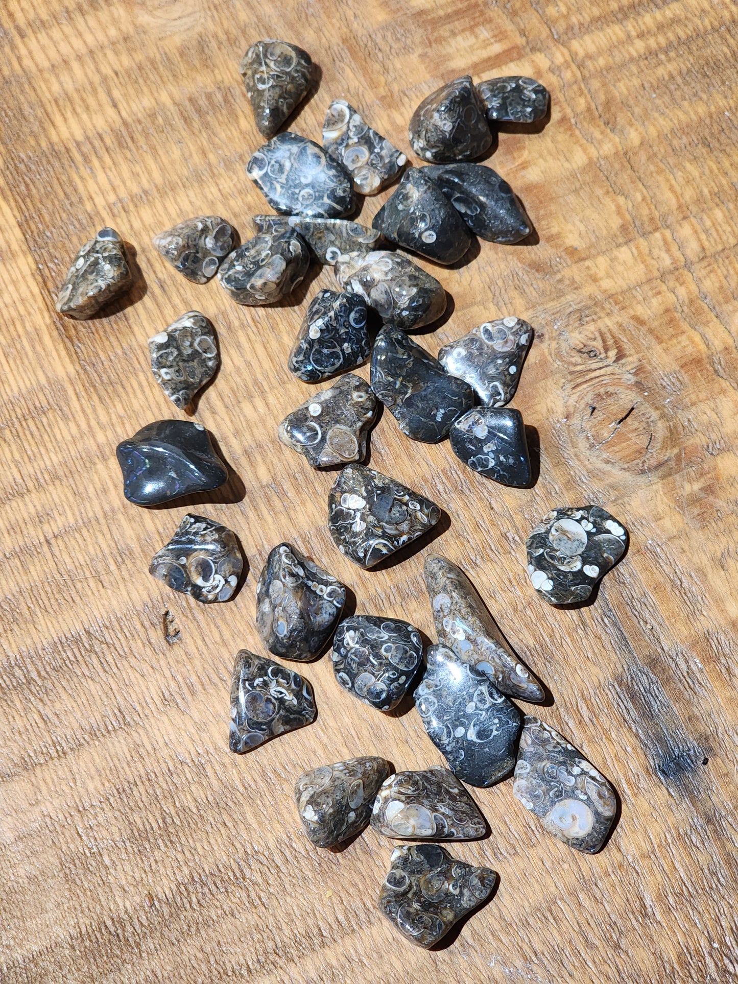Turritella agate