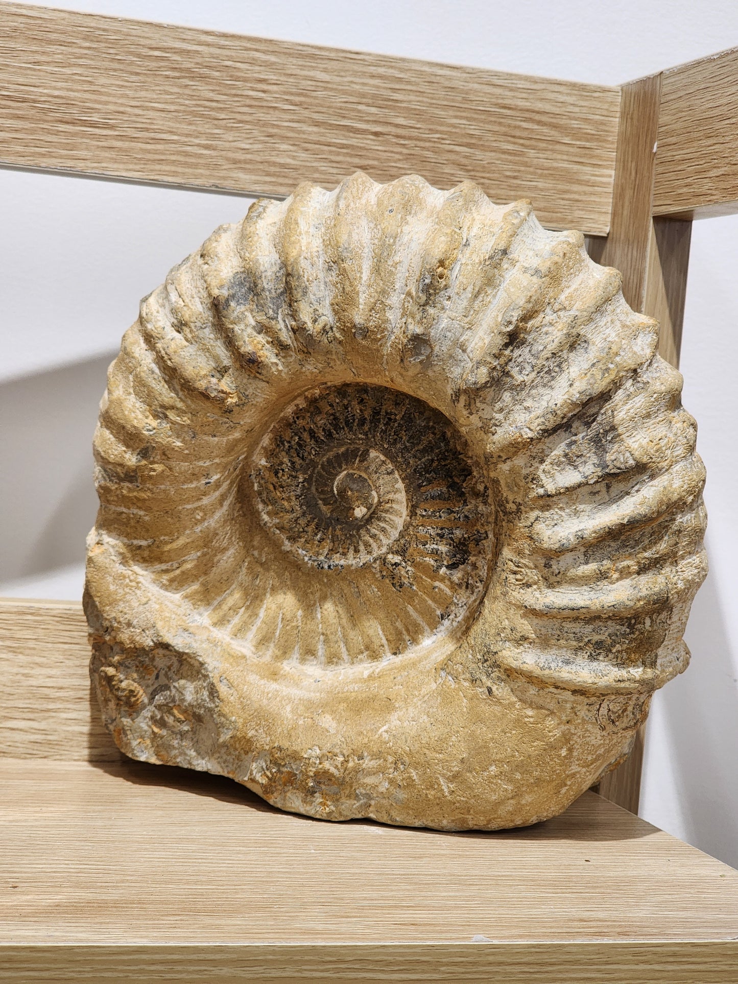 Ammonite Large