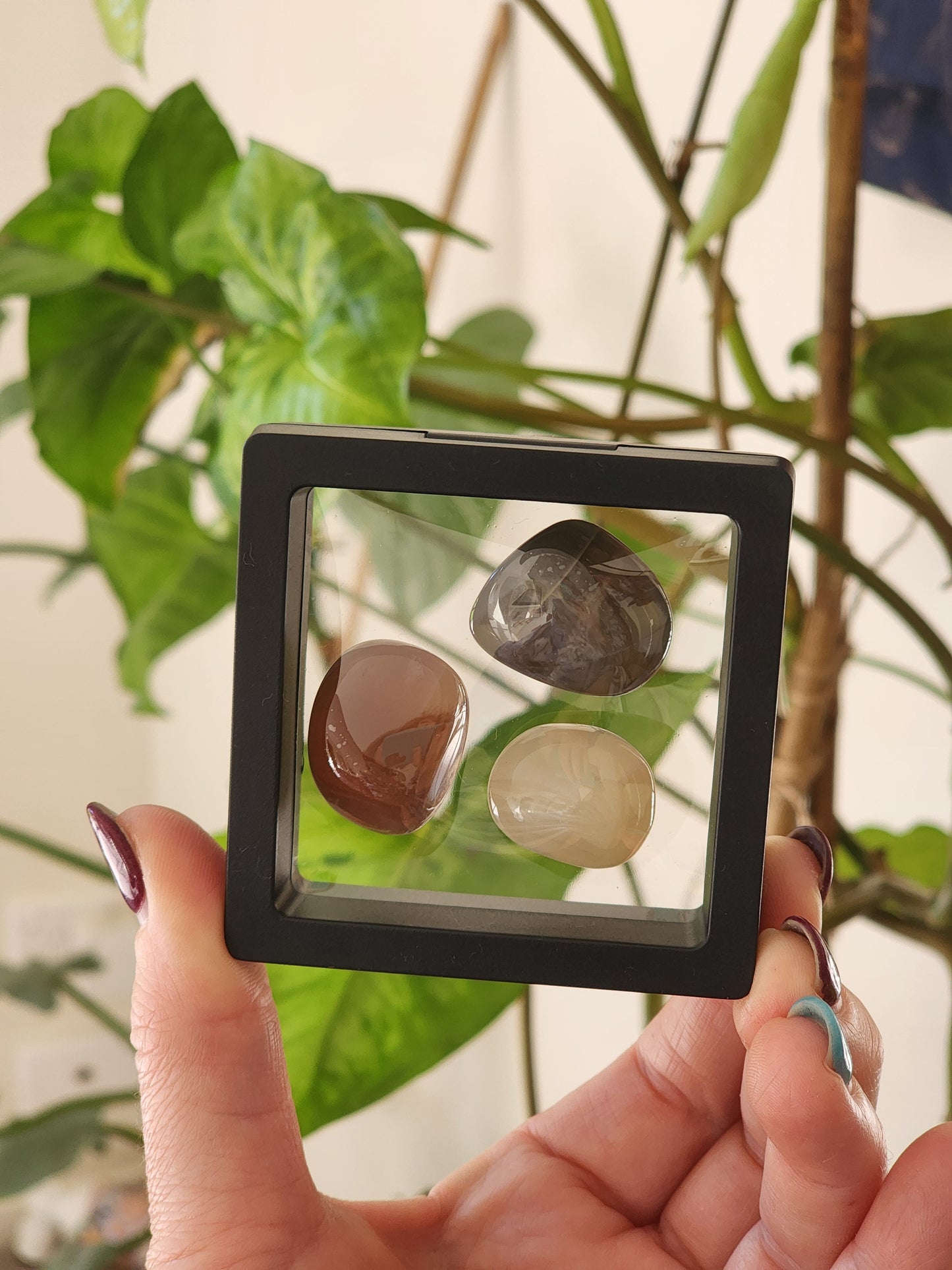 Specimen Box small