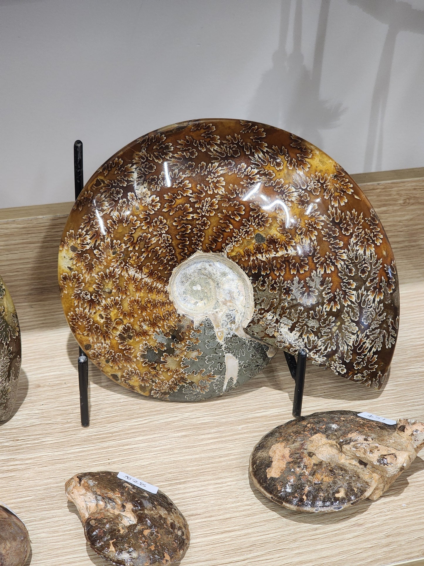 Whole Polished Ammonite