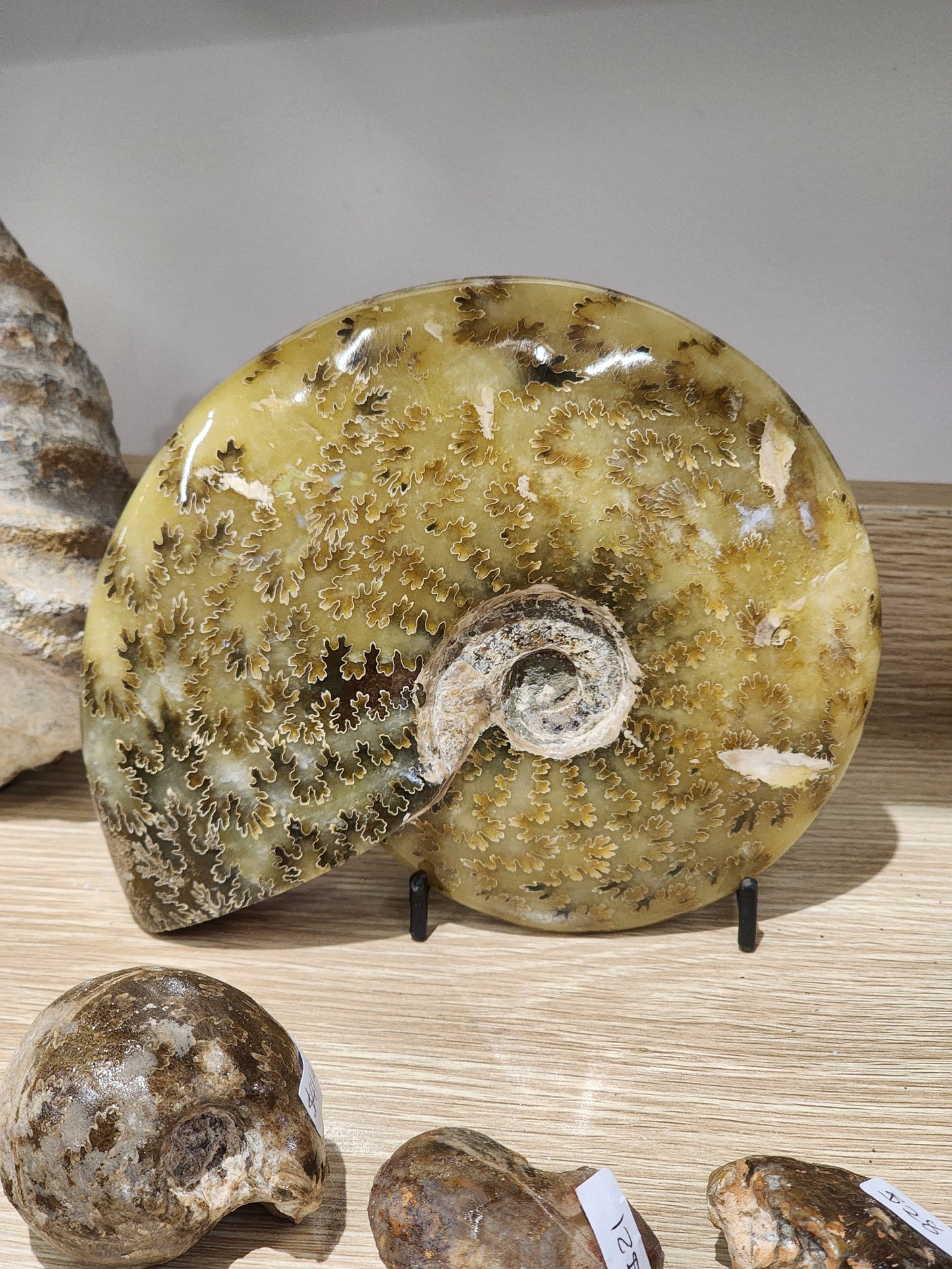 Whole Polished Ammonite