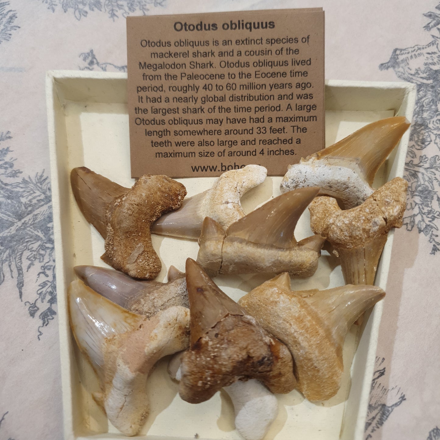 Otodus Obliquus