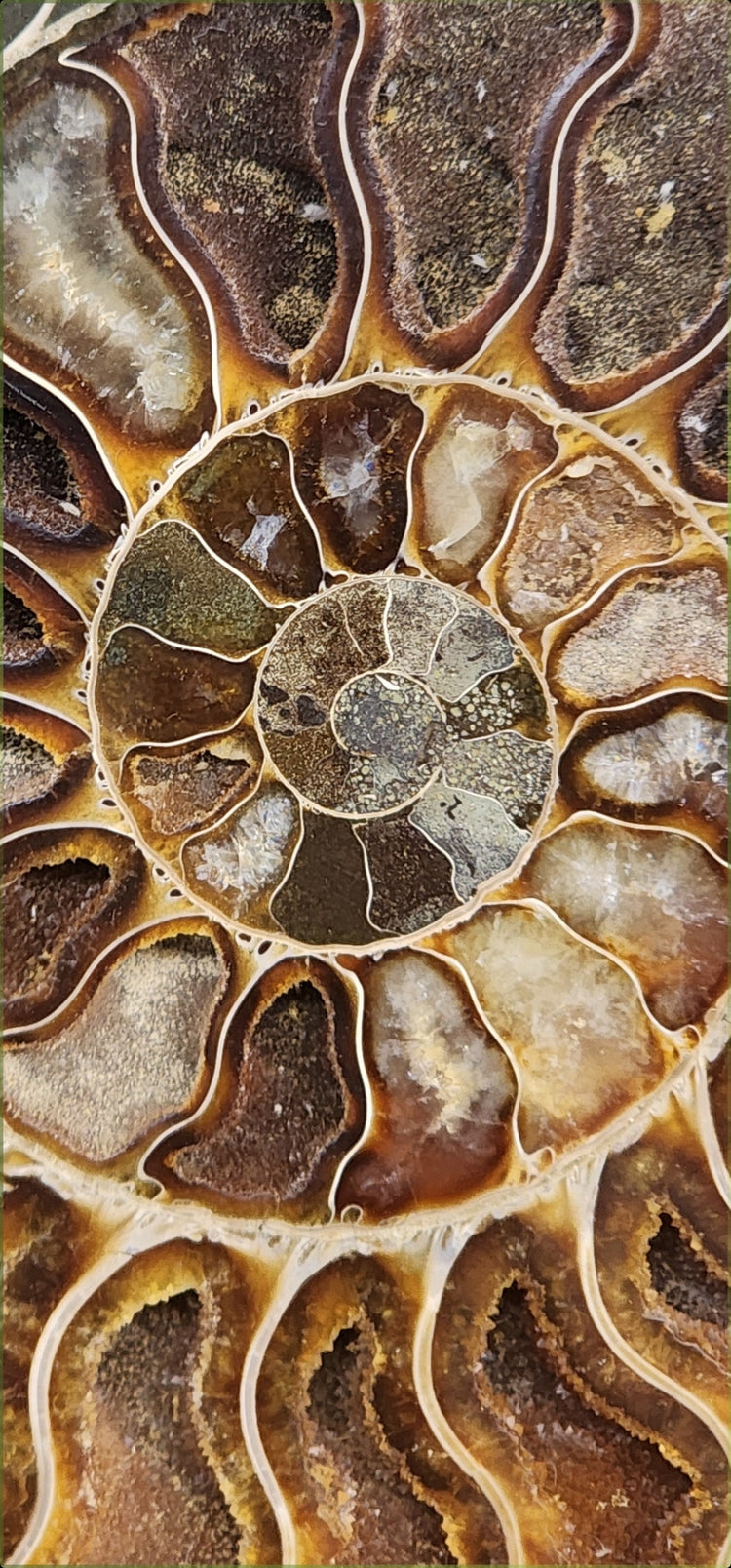 Fossils & Specimens