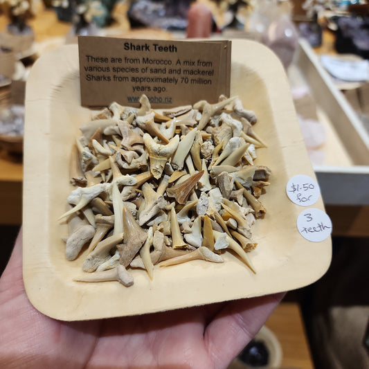 Shark teeth