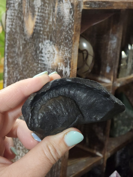 Whale Ear Bone Fossil