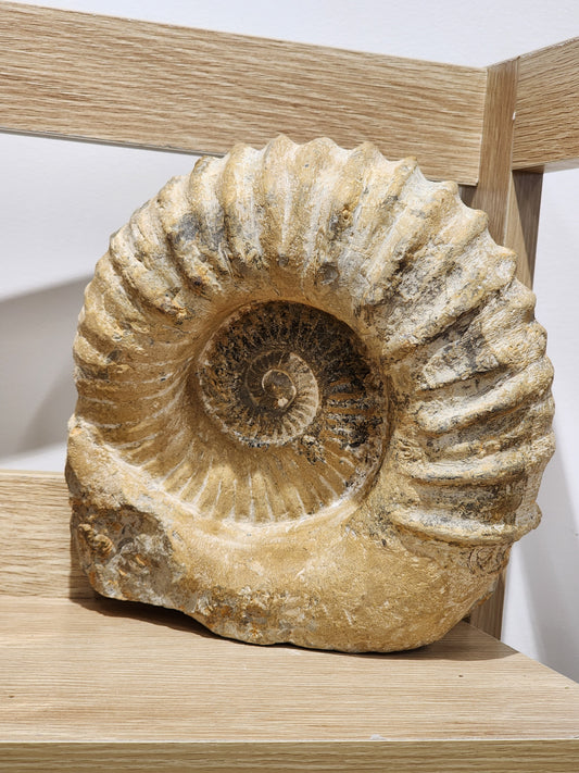 Ammonite Large