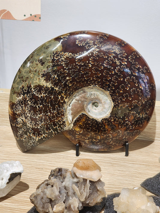 Whole Polished Ammonite