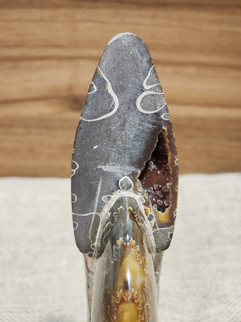 Ammonite "Colin"