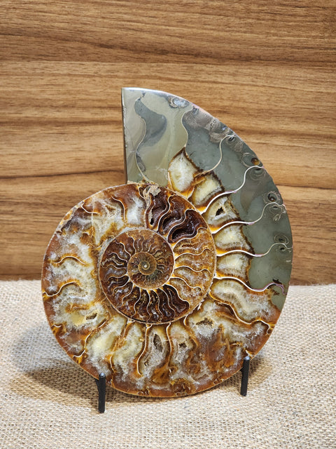 Whole Ammonite Pair "Eris"