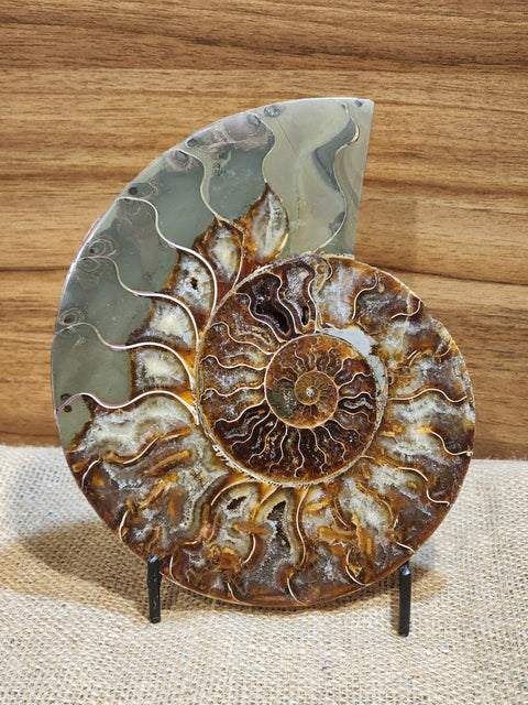 Whole Ammonite Pair "Eris"