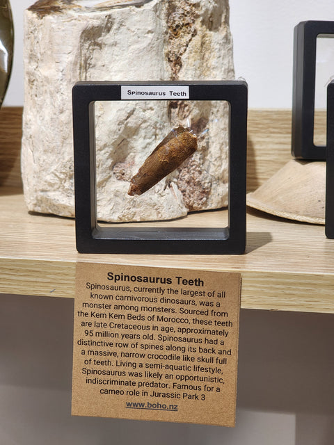 Spinosaurus Tooth