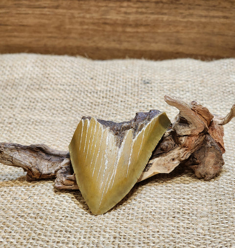 Megalodon Shark Tooth Fossil "Reece"
