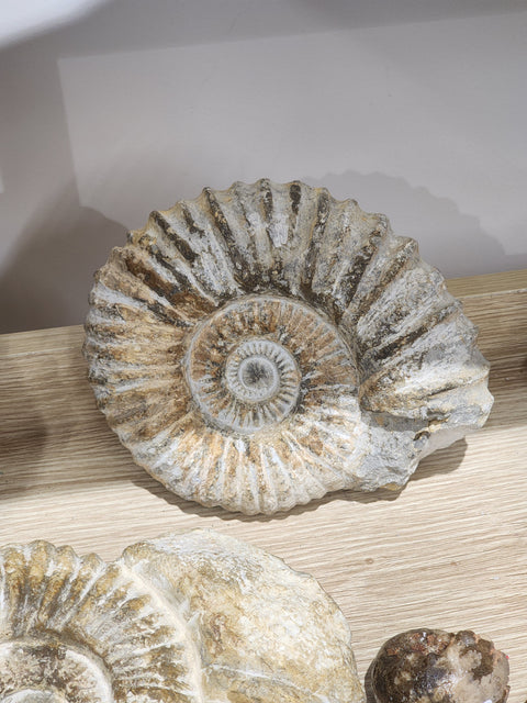 Whole Ammonite
