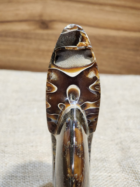 Ammonite "Ari"