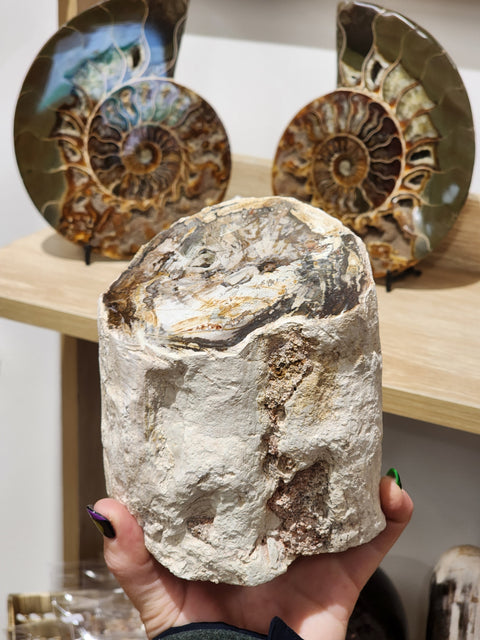 Petrified Wood Stump