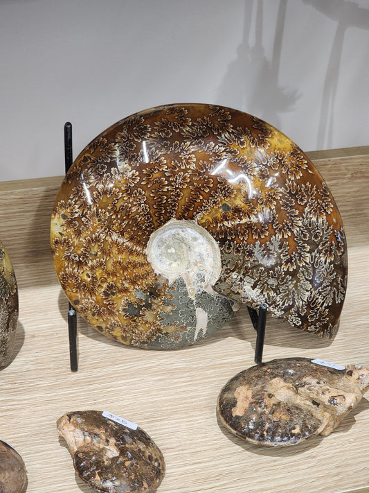 Whole Polished Ammonite
