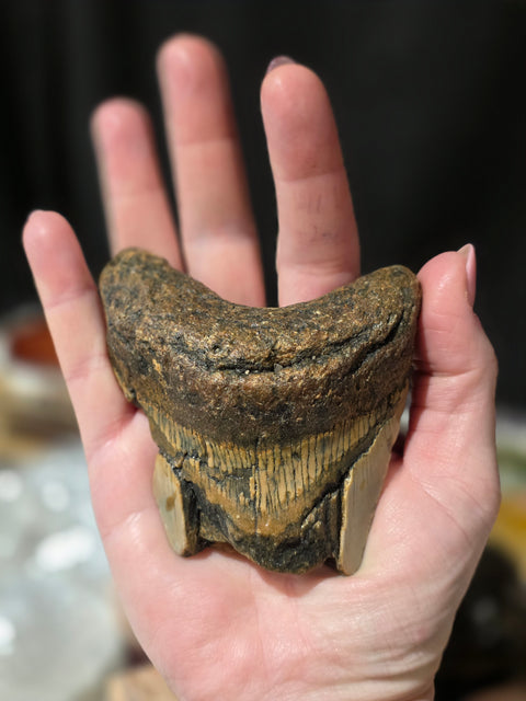 Huge Megladon Shark Tooth Fossil