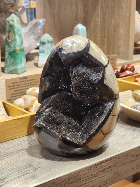 Cut Base Septarian Egg