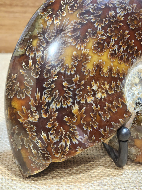 Ammonite "Ari"