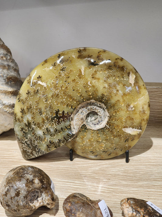 Whole Polished Ammonite
