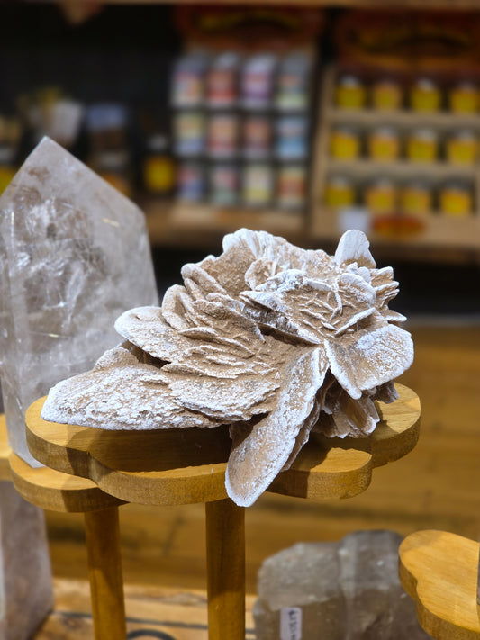 Mexican desert rose