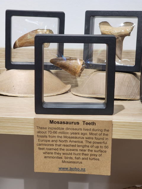 Small Mossasaur Tooth