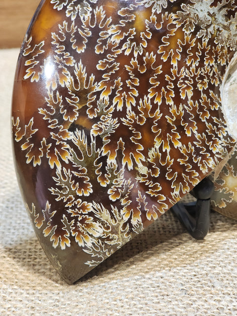Ammonite "Colin"