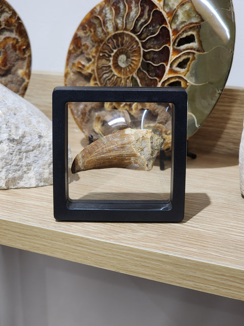 Large Mossasaur Tooth