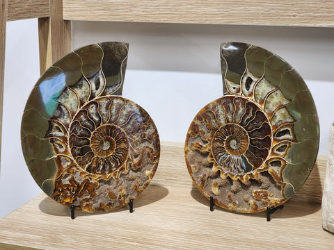 Whole Large Ammonite