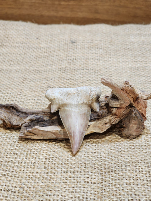 Large Otodus Obliquus Fossil "Bruce"
