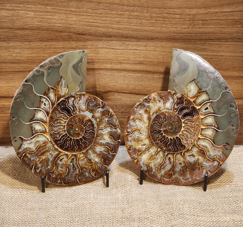 Whole Ammonite Pair "Eris"